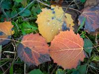 Herbstfarben an Espenblätter mit Regentropfen